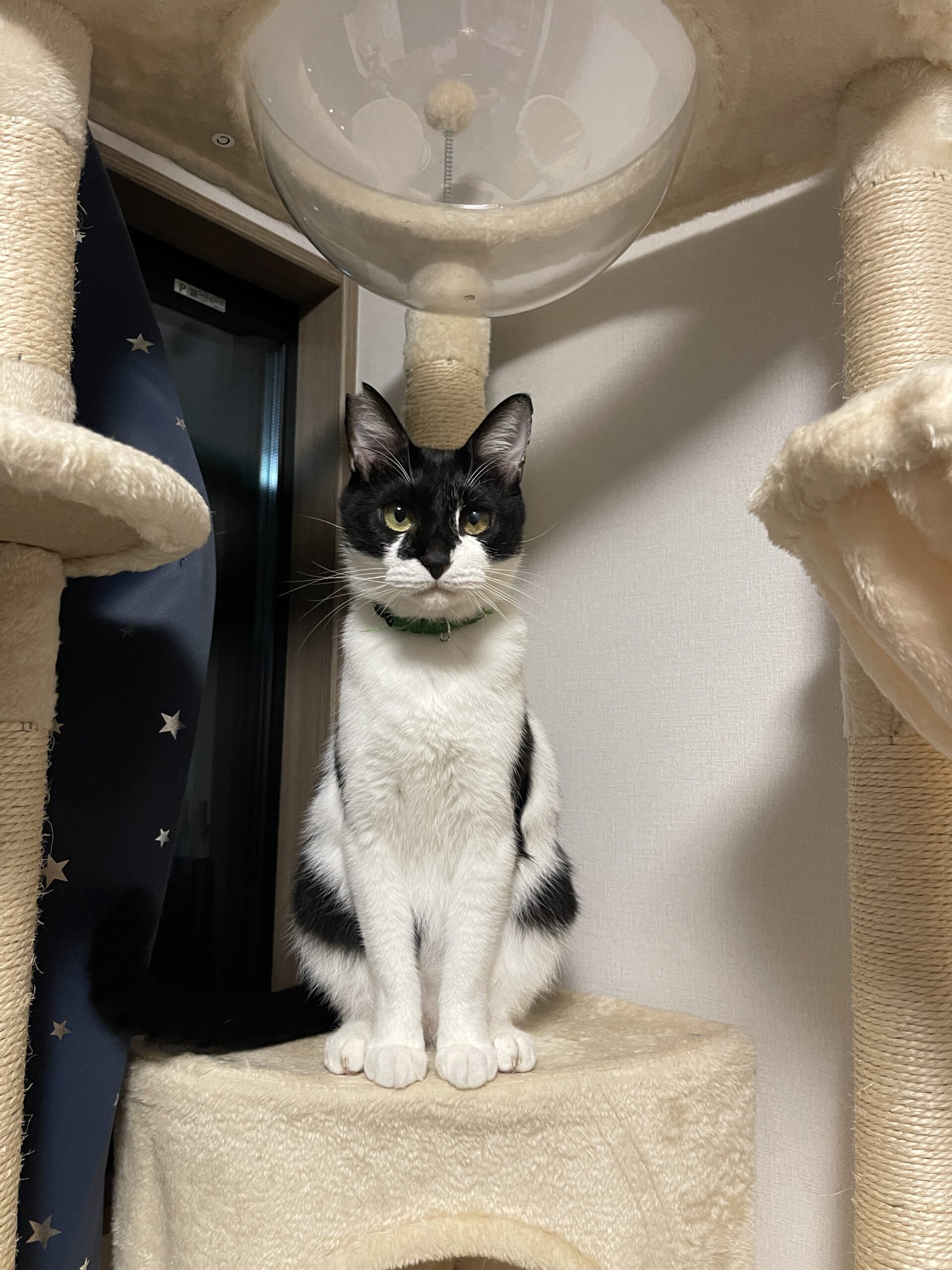 tanikoのアバター